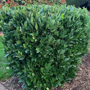 Bay - Laurus Nobilis Bush 10.5cm Potted Plant x 3