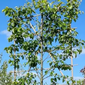 Callery Pear Pleached Tree with Staking Kit - 180cm Stem and 12cm Girth