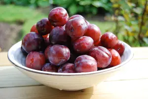 Victoria Plum Fruit Tree 4-5ft Juicy, Self Fertile & Ready to Fruit, Supplied in a 5 Litre Pot