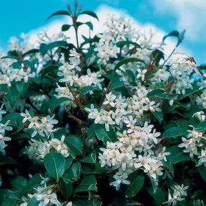 10 x Osmanthus Burkwoodii Garden Plants - Fragrant Blooms, Compact Size (15-25cm Height Including Pot)