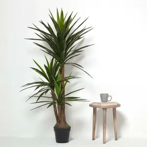 Homescapes Yucca Tree in Pot, 150 cm Tall