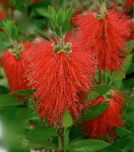 Callistemon Evergreen Red Rocket Bottle Brush Shrub Large Plant Supplied in a 2-3 Litre Pot