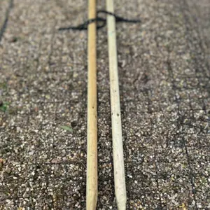 Field Maple Pleached Tree with Staking Kit - 200cm Stem and 10cm Girth