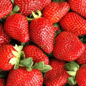 Strawberry Sweetheart - Outdoor Fruit Plants for Gardens, Pots, Containers (9cm Pots, 5 Pack)