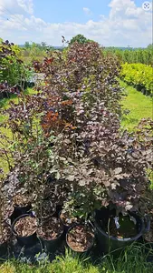 1 Purple Copper Beech Hedge Plants Native Semi- Evergreen Hedging 3-4ft Tall Potted