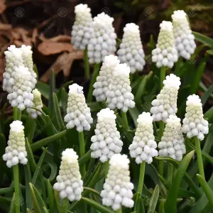 Muscari Siberian Tiger Flowering Bulbs (1000 Pack)