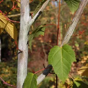 Acer Viper Tree - Distinctive Tree Bark, Compact Size, Hardy (5-6ft)