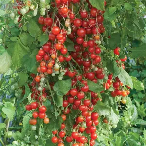 Tomato Sweet Million F1 Hybrid 1 Seed Packet