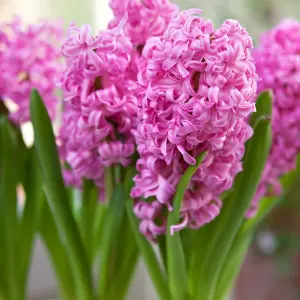 Hyacinth Pink Bulb Trio in 12cm Pot - Three Easy to Grow Hyacinthus Bulbs Growing in Pot - Fragrant Indoor Flowering Plant