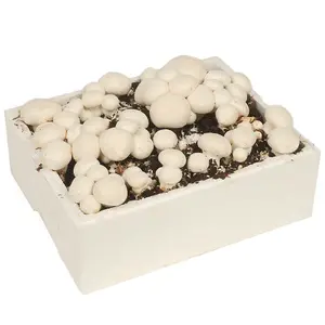 Grow Your Own Mushroom Kit - Grow Your Own Kits Indoor Ideal for Christmas Gifts & Gifts for Gardeners