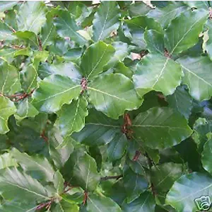 Green Beech Hedging Trees Fagus Sylvatica 5-6ft Tall Pack of 5 Supplied Bare Rooted