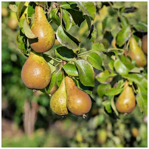 Dwarf Patio Concorde Pear Tree, Self-Fertile, Sweet & Juicy Pear