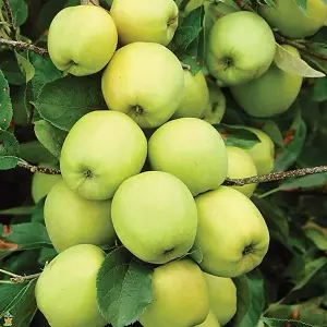 Apple Tree - Malus Golden Delicious - Patio Fruit Tree 2-4ft in 5 Litre Pot