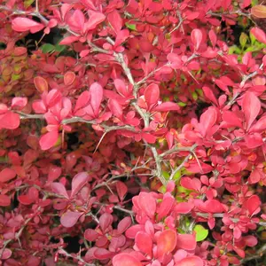 Berberis thunbergii Atropurpurea 'Purple Barberry' Bare Root Hedge Hedging Tree Plants (1-2ft, 100 Plants)