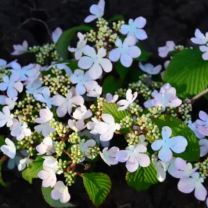 Viburnum plicatum Kilimanjaro Sunrise Shrub in a 3-Litre Pot