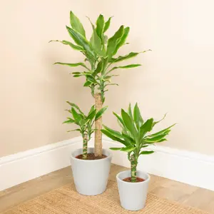 House Plant - Palm - Gold Coast - 11 cm Pot size - 30-40 cm Tall - Dracaena Fragrans Golden Coast - Indoor Plant