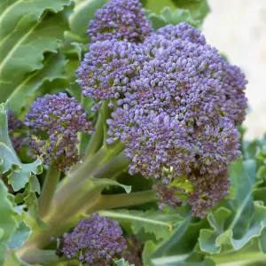 Broccoli Purple Sprouting 3 Seed Packets