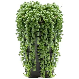 Senecio Rowleyanus - Evergreen Trailing Plant in 14cm Pot, String of Pearls, Low Maintenance, Compact Size (20-30cm)