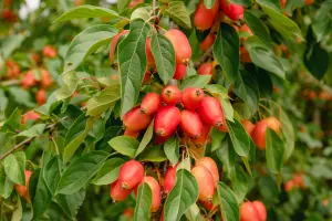 Lincolnshire Fruits Malus John Downie Bareroot 12 Litre 1.5m Tree