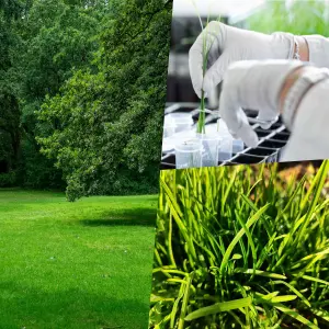 Pegdev - PDL - Fast Growing Grass Seed - Rapidly Transform Your Lawn into a Verdant Oasis (50g)