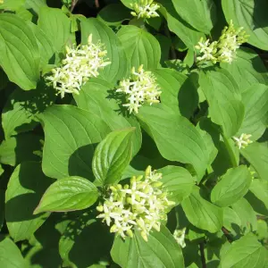 Cornus sanguinea 'Common Dogwood' Bare Root Hedge Hedging Tree Plants (2-3ft, 25 Plants)