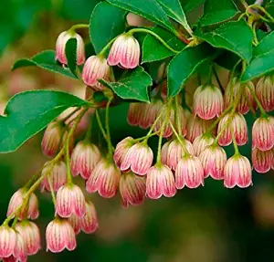 Enkianthus Campanulatus Red Bells Garden Large Shrub Supplied in a 3 Litre Pot