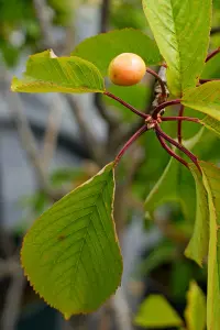 Lincolnshire Fruits Victoria Plum Potted 12 Litre 1.5m Tree