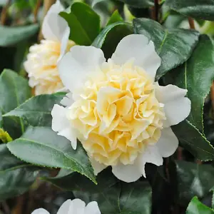 Camelia Yellow  9cm Potted Plant x 1