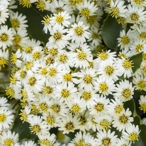 Daisy Bush Outdoor Shrub Plant Olearia x Haastii 7.5L Pot