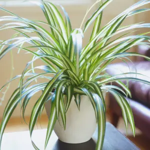 Chlorophytum variegatum: Variegated Spider Plant, Air-Purifying Indoor Accent (20-30cm, 12cm Pot)