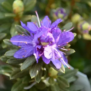 Rhododendron Azurika Garden Plant - Stunning Purple Blooms, Compact Size (20-30cm Height Including Pot)