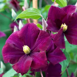 Clematis Warszawska Nike Burgandy Flowering Vine Climbing Plant 60cm Cane 3L Pot