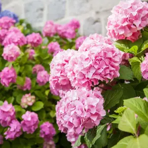 Hydrangea Plant Pink - Large Hydrangea Macrophylla - 50-60cm in Height