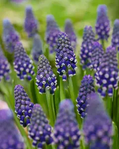 Carbeth Plants - 100 x Muscari Grape Hyacinth Night Eyes Spring Bulbs - Blue Spring Flowering Perennials - UK Hardy Low Maintenanc