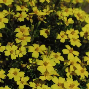 Tagetes Lemon Gem 1 Seed Packet