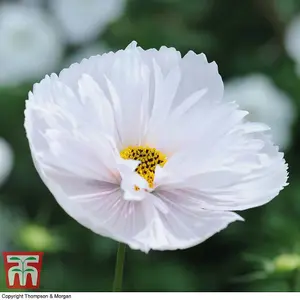 Cosmos bipinnatus Cupcakes 1 Seed Packet (100 Seeds)