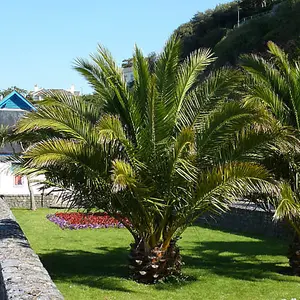 Pair of Hardy Phoenix Palms 1m 20cm Pot, Canary Island Date Palm, Exotic Tropical Hardy for UK Gardens Supplied as 2 x Established