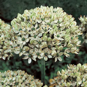 Allium Nigrum Flowering Bulbs - Striking Monochrome Blooms (250 Pack)