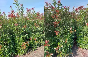 Photinia Red Robin Hedging Plants x15 6-7ft Full Pallet of Rootball Trees