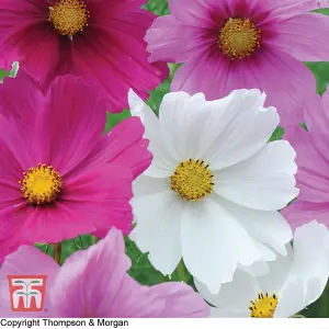 Cosmos Bipinnatus Sonata Series Mixed 1 Seed Packet (30 Seeds)