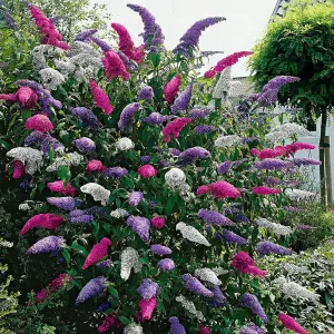 Buddleia davidii Tricolour - Pink, White and Purple in 2 Litre Pot