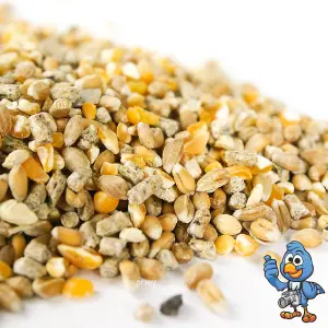 1L BusyBeaks Chicken Corn Extra - Feed with Added Oyster Shell Poultry Grit Food