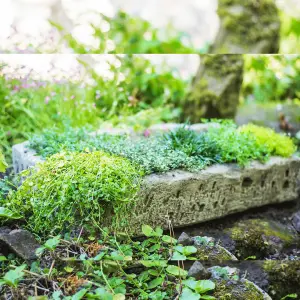 Large Stone Herb Garden Planter Trough