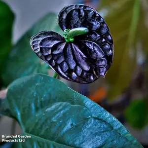 Gift Anthurium Black Love 12cm Pot x 2