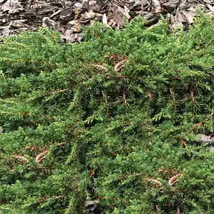 Juniperus Green Carpet Garden Plant - Green Foliage, Low Ground Cover (10-15cm Height Including Pot)