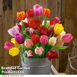 Spring Spectacular Colour Collection 200 Bulbs - Including 7 Varieties - Allium - Daffodil - Tulip