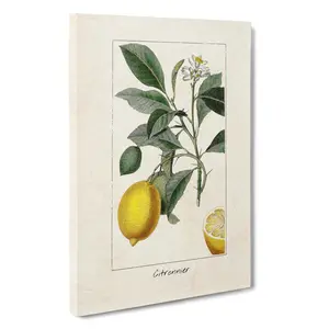 Illustration Of A Lemon Tree - Single Picture Frame Painting Wrapped Canvas / 60cm H x 40cm W x 3cm D