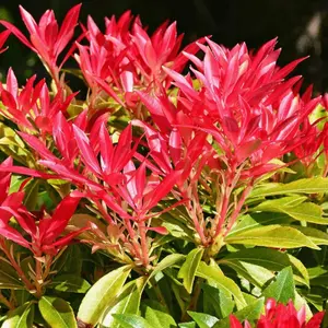 Pieris Forest Flame in 2 Litre Pot - 40-50cm In Height - Ready To Plant Pieris