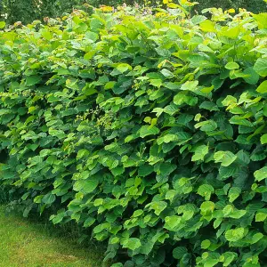 YouGarden Mixed Native Hedging Collection, Set of 50 Hedges, Established and Already 40-60cm Tall, Ready to Plant