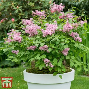 Syringa (Lilac) meyeri Flowerfesta Pink 9cm Potted Plant x 1